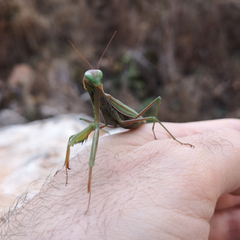 Mantis religiosa religiosa