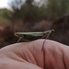 Mantis religiosa religiosa