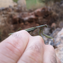 Mantis religiosa religiosa