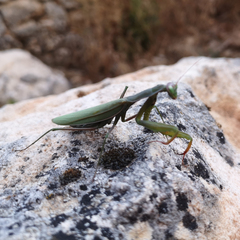 Mantis religiosa religiosa