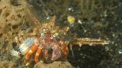 Dardanus pedunculatus