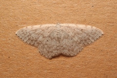 Scopula marginepunctata