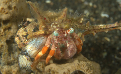 Dardanus pedunculatus