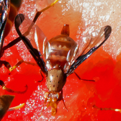 Diacrita costalis