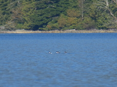 Brachyramphus marmoratus