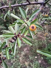 Pyrus spinosa