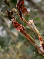 Pterostylis rufa