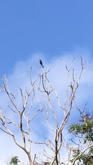 Dicrurus leucophaeus