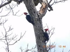Campephilus guatemalensis