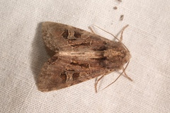 Trigonophora jodea