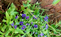 Exacum pumilum