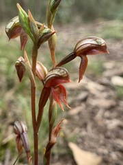 Pterostylis rufa