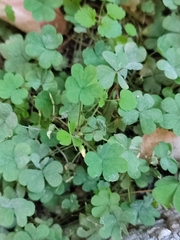 Oxalis corniculata
