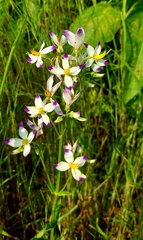 Exacum tetragonum