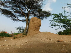 Macrotermes michaelseni