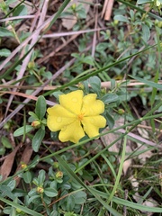 Hibbertia obtusifolia