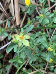 Hibbertia obtusifolia
