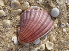 Pecten fumatus
