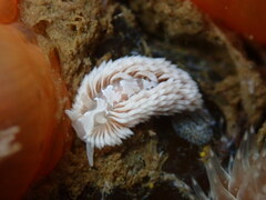 Aeolidia