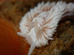 Aeolidia