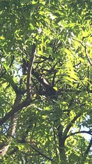 Azadirachta indica