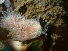 Aeolidia