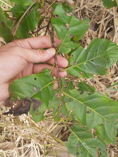 Diospyros loureiroana image