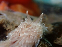Aeolidia