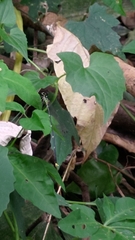 Coeliccia flavicauda