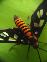 Amata huebneri