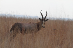 Damaliscus pygargus phillipsi