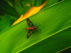 Amata huebneri
