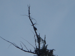 Glaucidium gnoma