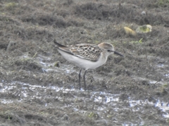 Calidris minuta