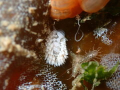 Aeolidia