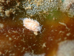 Aeolidia