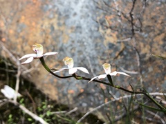 Caladenia moschata