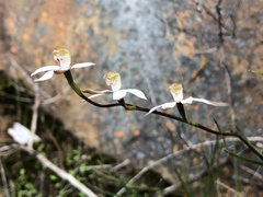 Caladenia moschata