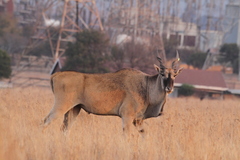 Tragelaphus oryx oryx