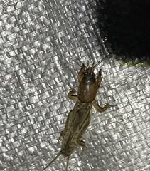 Gryllotalpa australis