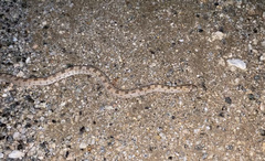 Phyllorhynchus decurtatus