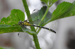 Austrogomphus amphiclitus