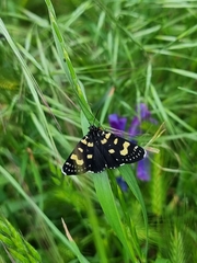 Phalaenoides tristifica