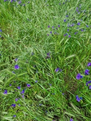 Phalaenoides tristifica