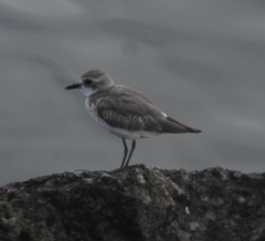 Charadrius mongolus