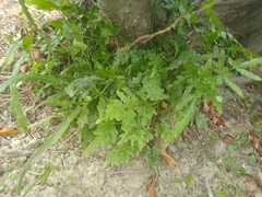 Pteris ensiformis