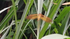 Neurothemis taiwanensis