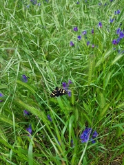 Phalaenoides tristifica