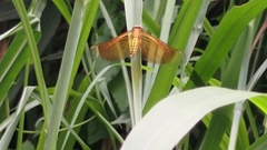 Neurothemis taiwanensis