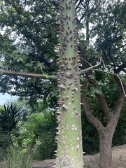 Ceiba